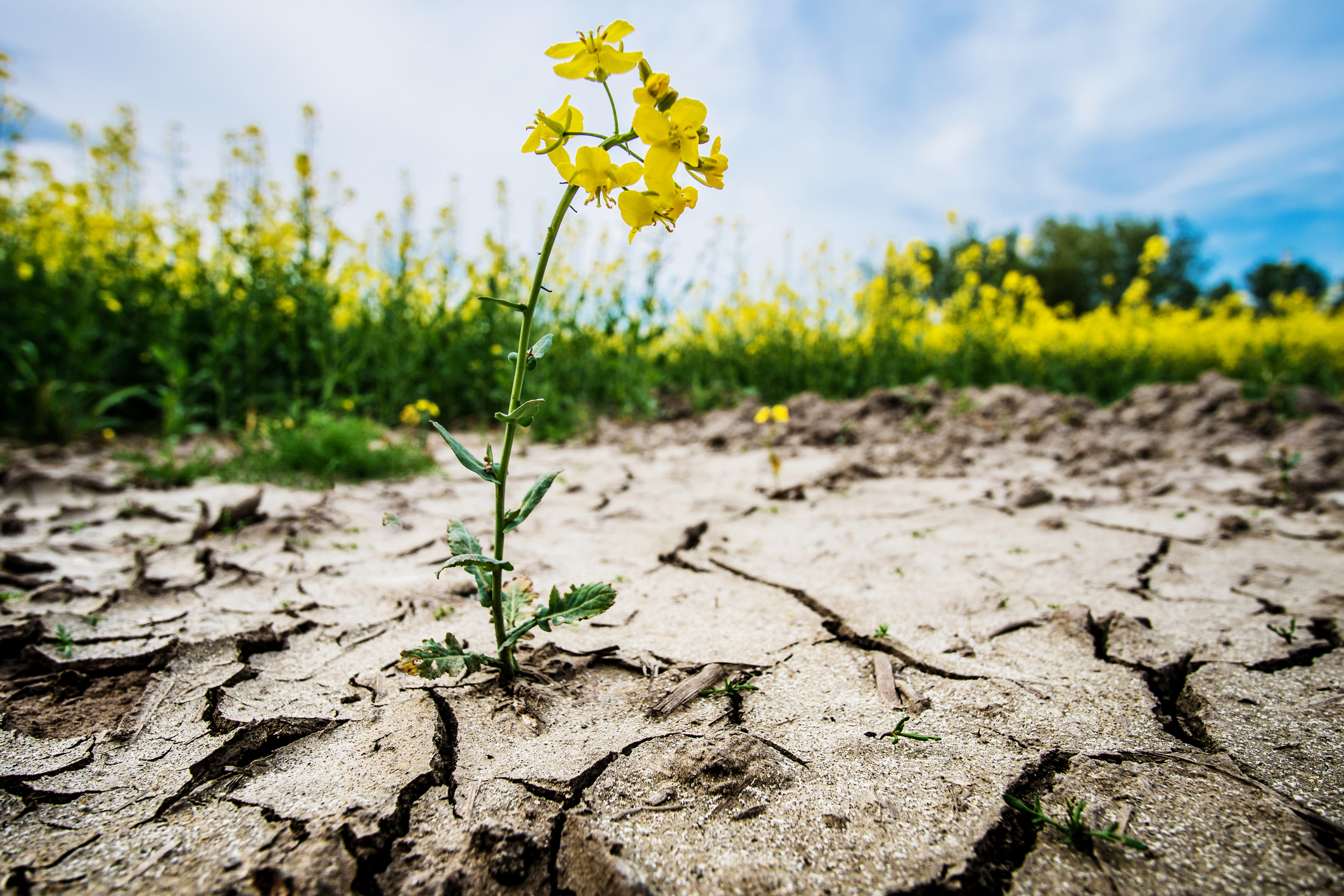 Building climate resilience: The role of insurance